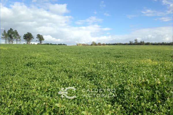 125 hectáreas. Agrícola Ganadero en Canelones Uruguay